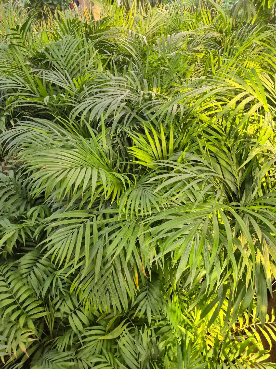 گل نخل اریکا *گلخانه من *|گل و گیاه طبیعی|بیرجند, |دیوار