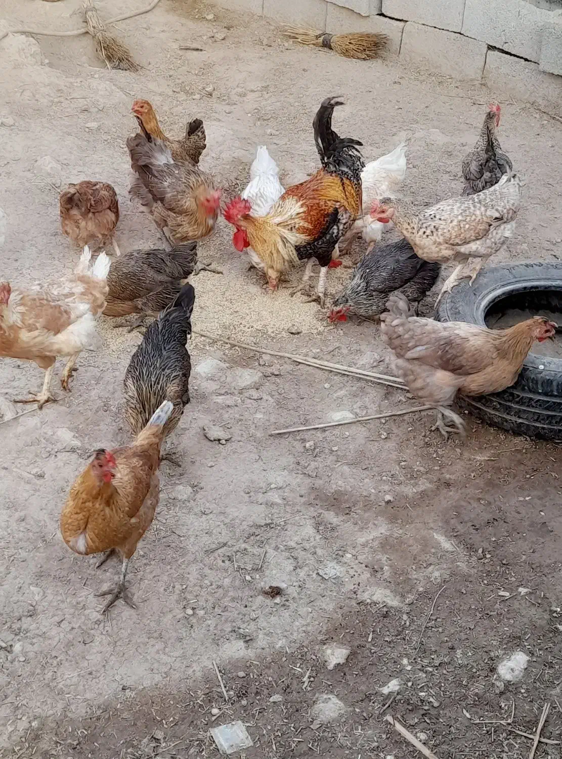 فروش مرغ محلی|حیوانات مزرعه|دهدشت, |دیوار