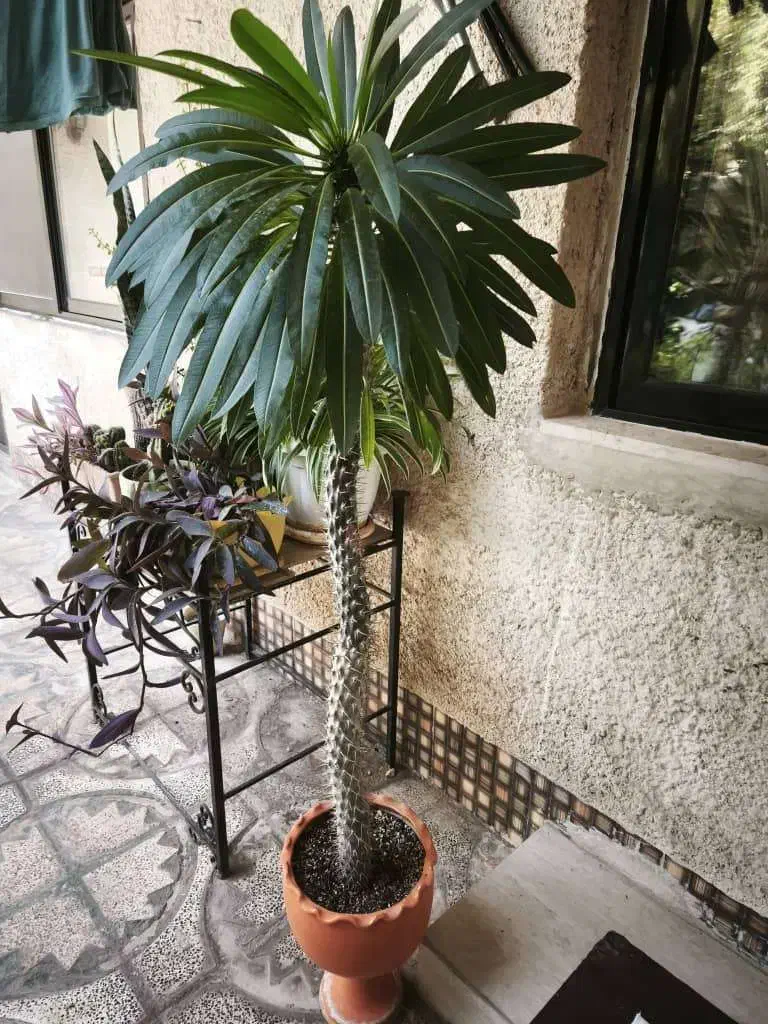 نخل ماداگاسکار|گل و گیاه طبیعی|فولادشهر, B1|دیوار