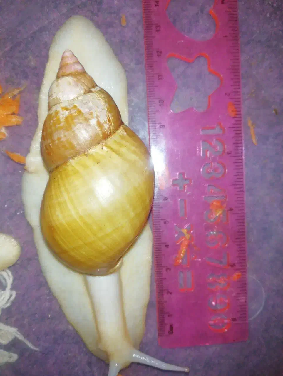 حلزون اچاتینا|آرایشی، بهداشتی، درمانی|تهران, ارجمندی راد|دیوار