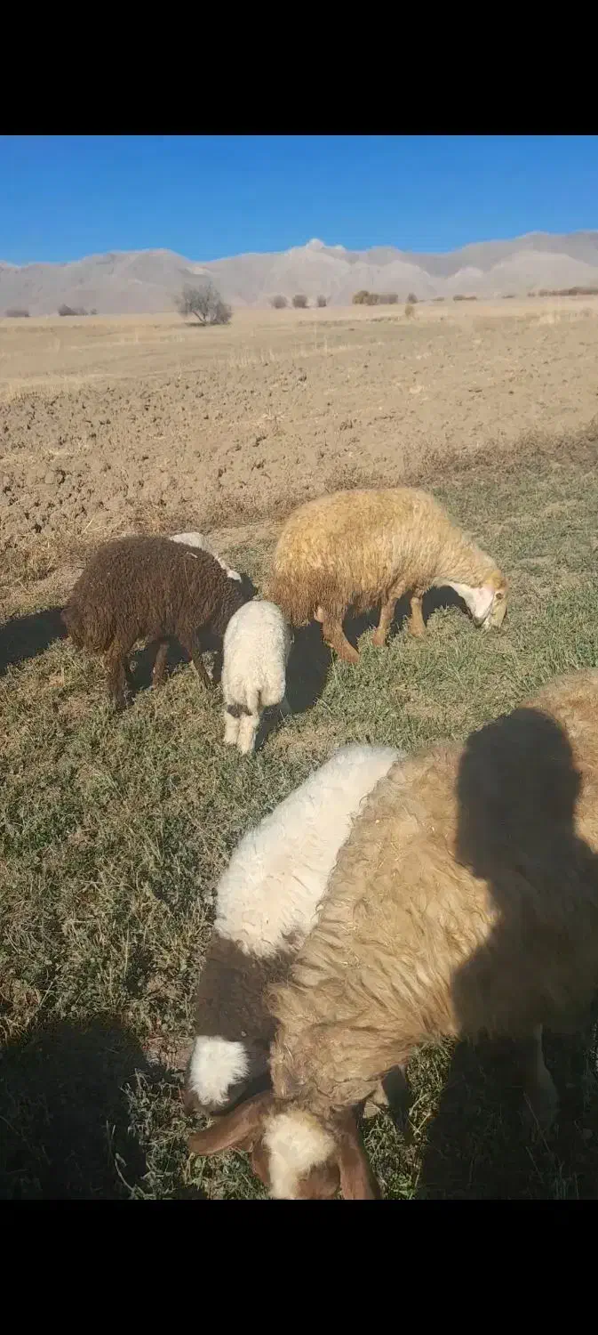 میش و بره|حیوانات مزرعه|کامیاران, |دیوار