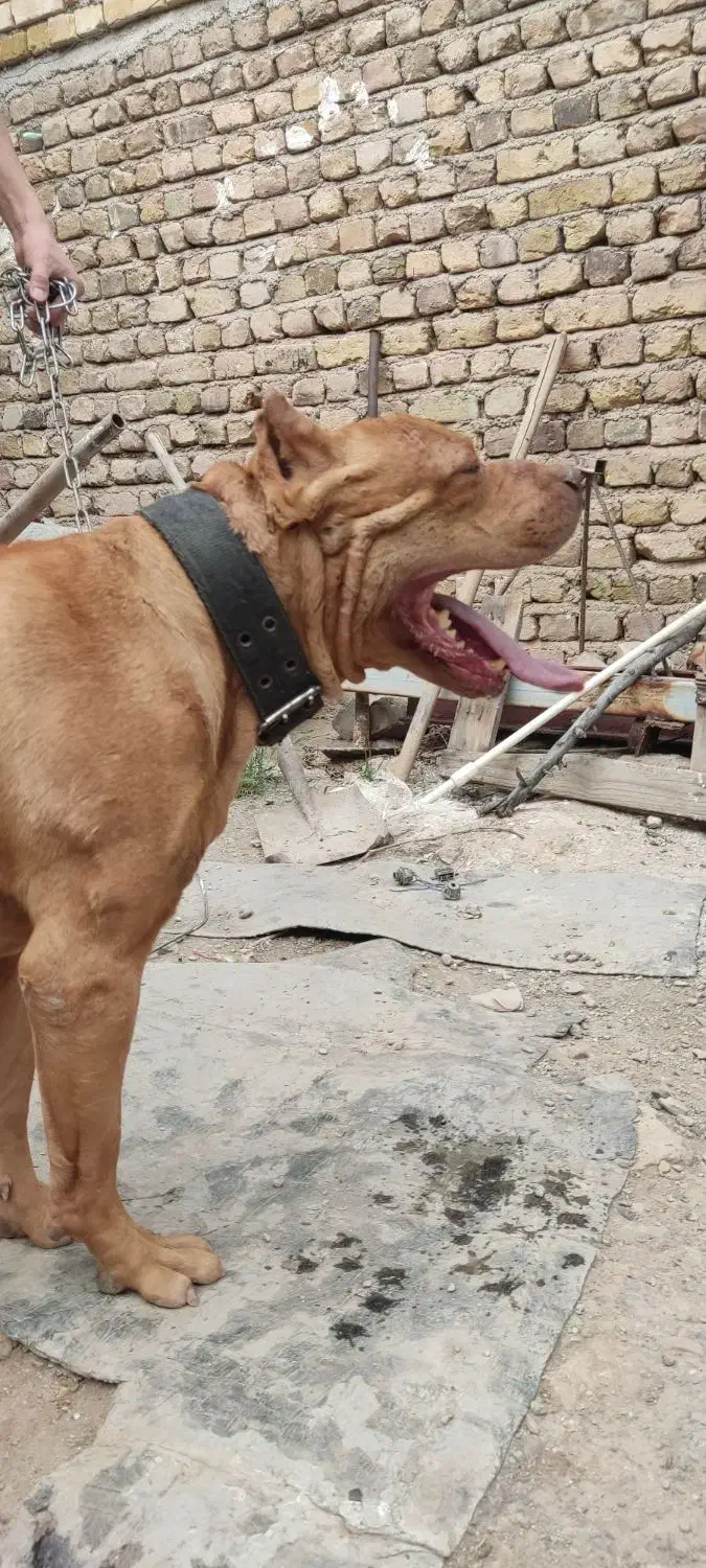 توله پیت بول|سگ|محمدشهر, شهرک پیام (مهرالبرز)|دیوار