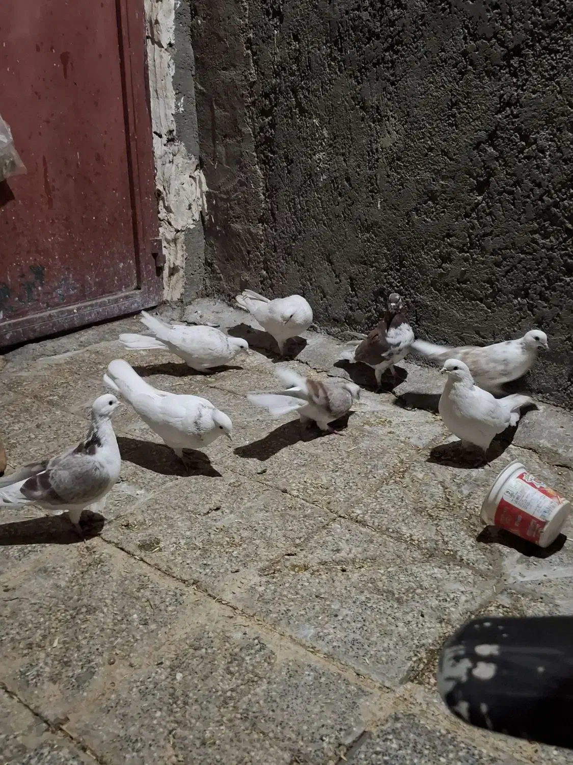 ۹عدد کبوتر خوب یکیشون طوقیه|پرنده|نورآباد, |دیوار