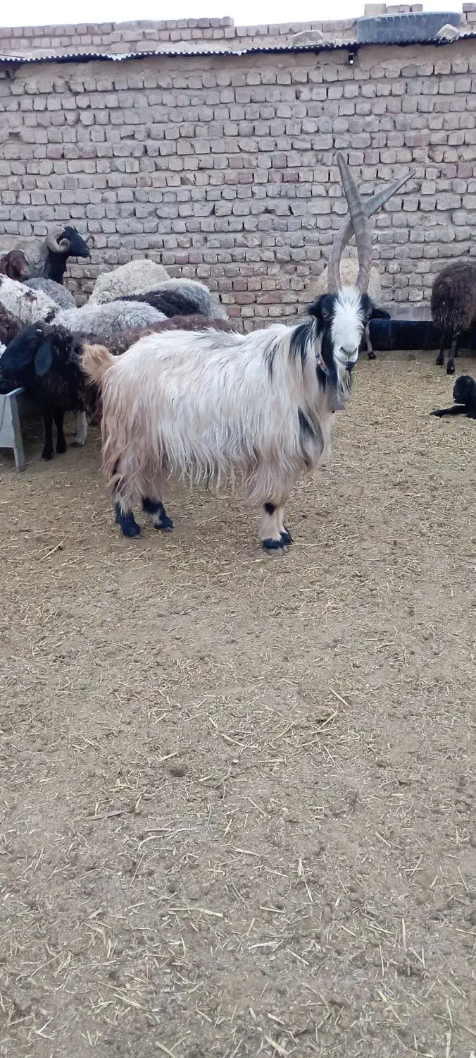 دوبرجلوگرد|حیوانات مزرعه|قمرود, |دیوار