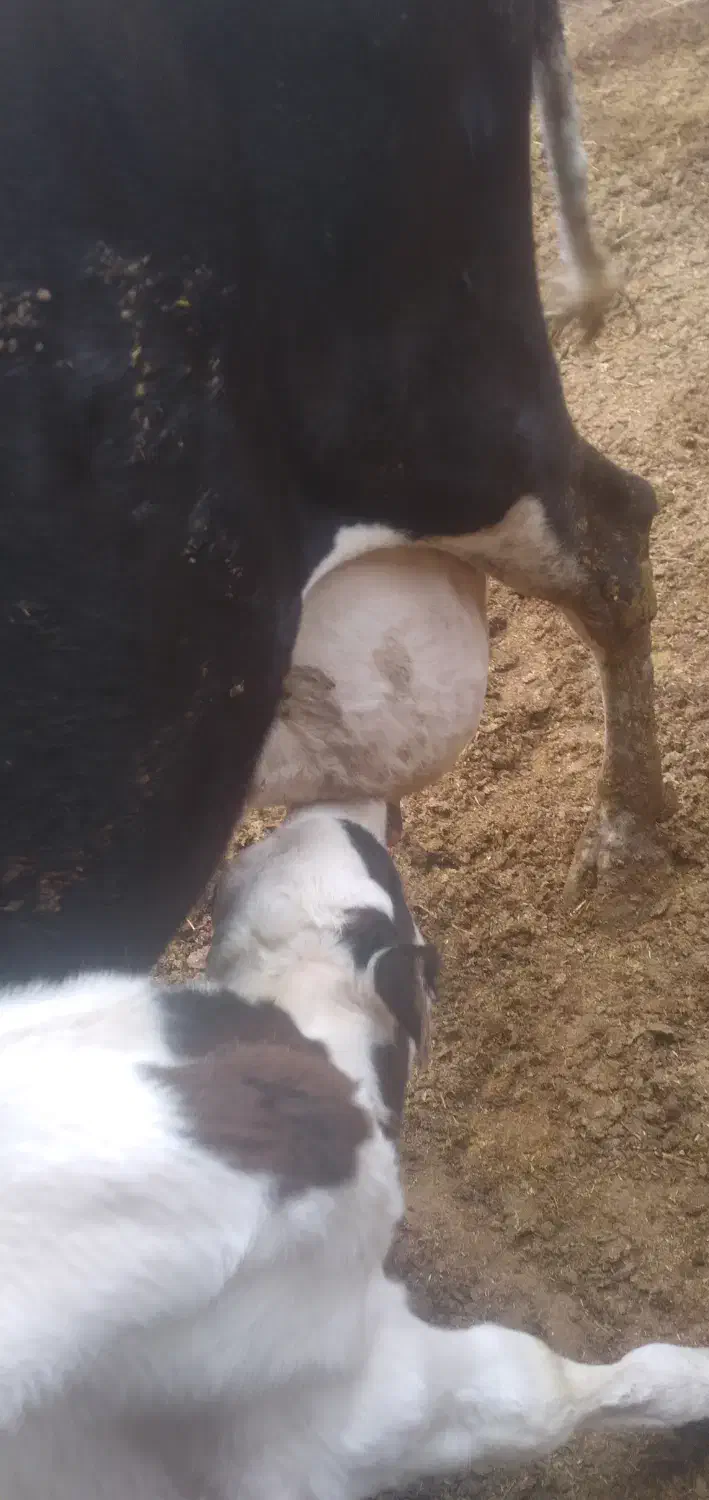 گوساله نر سینمینتال|حیوانات مزرعه|بجنورد, |دیوار