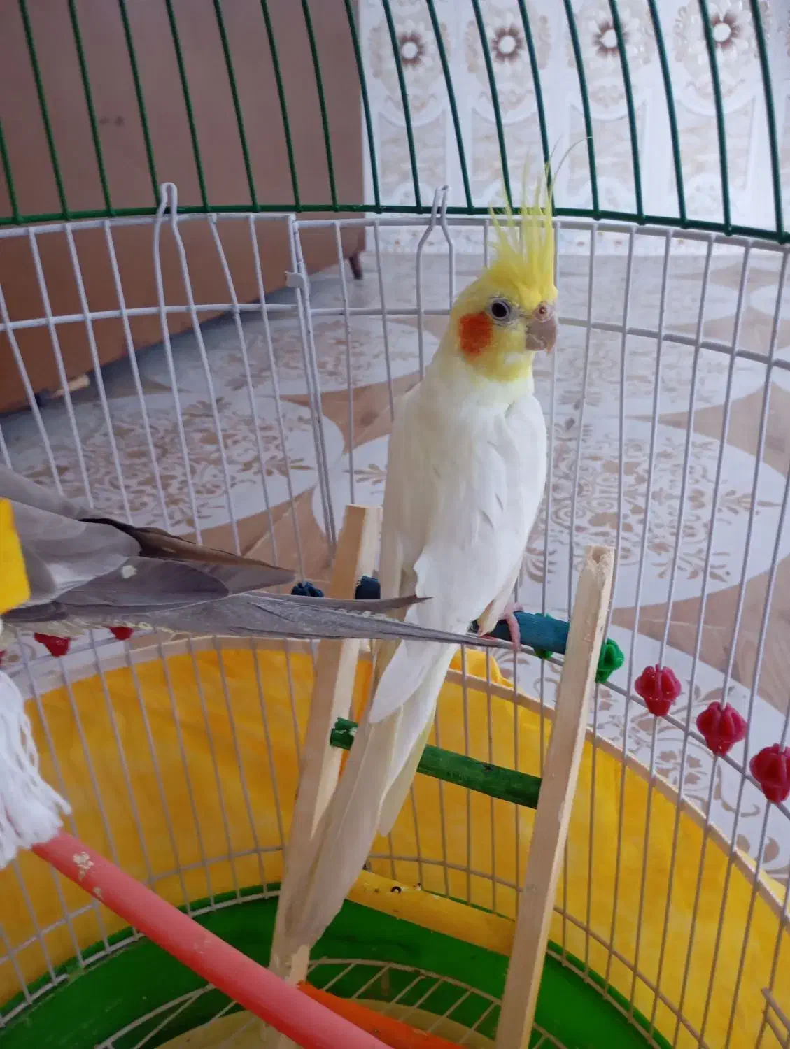 عروس هلندی گم شده در تخت|پرنده|تخت, |دیوار