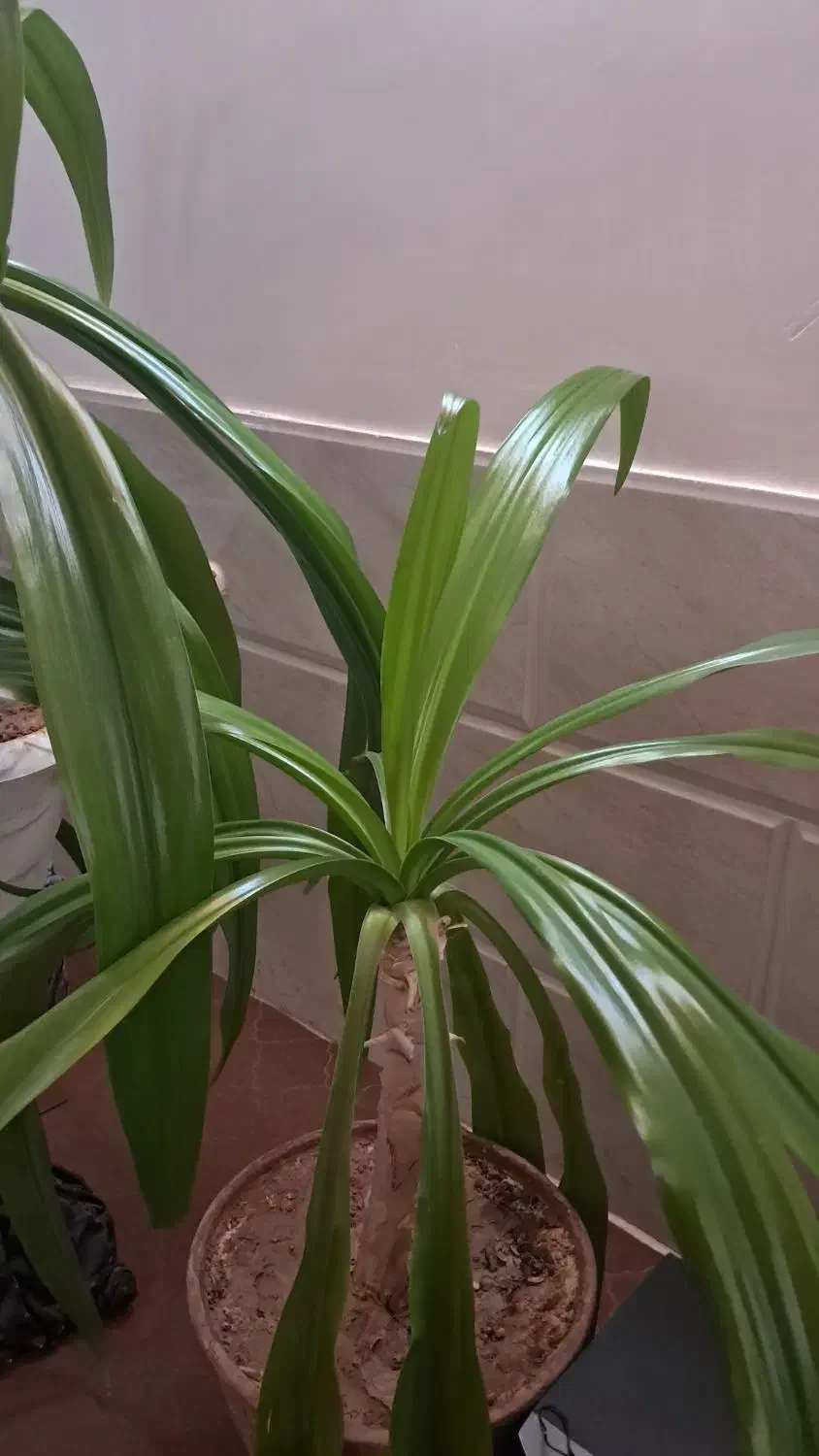 گل ذرتی|گل و گیاه طبیعی|کازرون, |دیوار