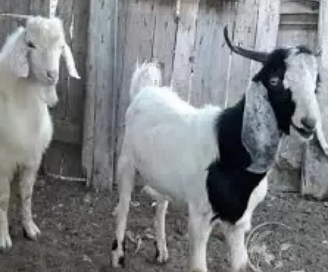 چبش فروشی|حیوانات مزرعه|اسلامیه, |دیوار