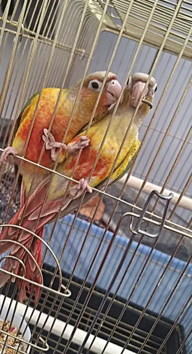 ۲ عدد گرینچیک|پرنده|سرپل ذهاب, |دیوار