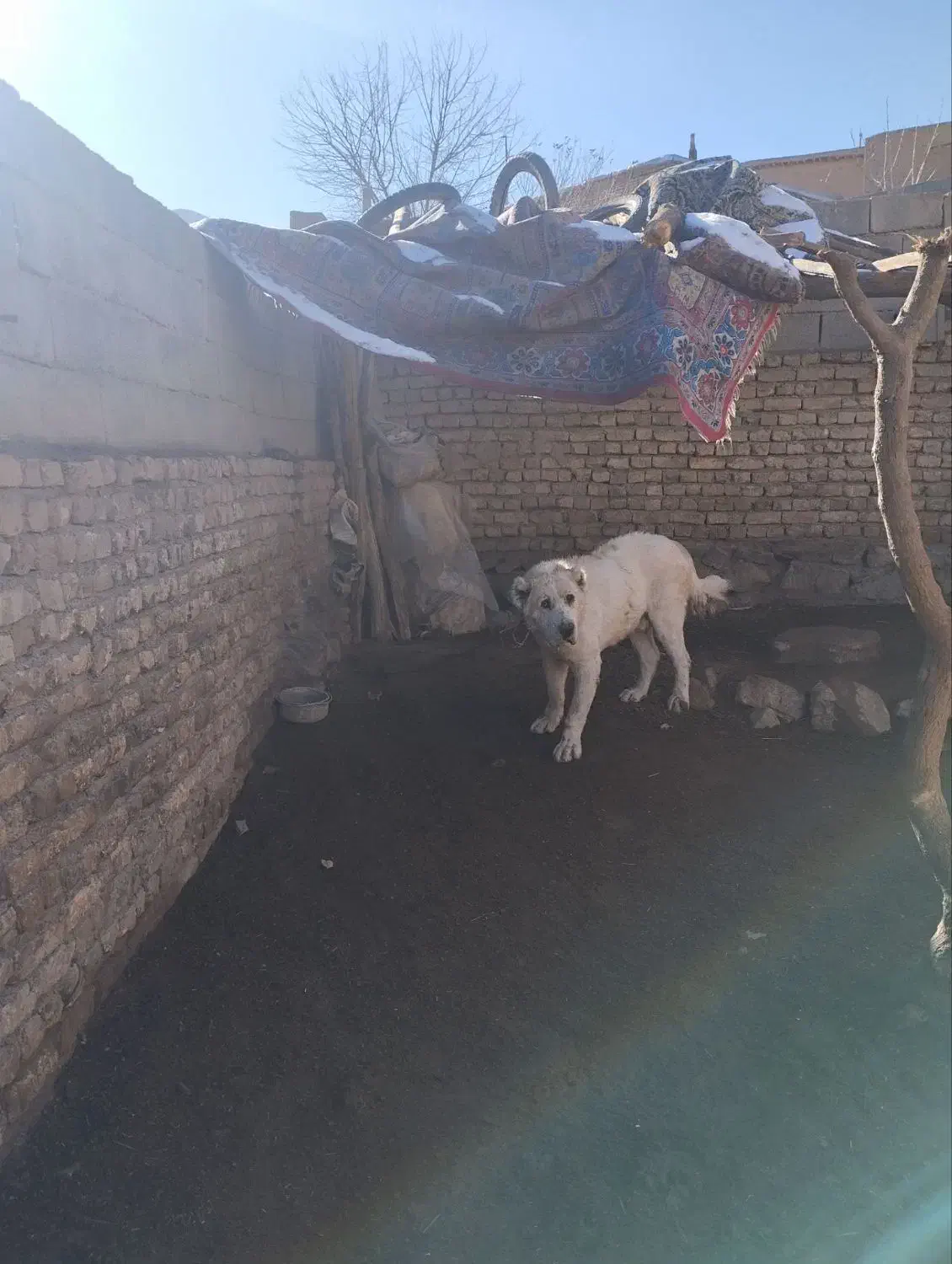 سگ سگ|سگ|مشهد, خواجه ربیع|دیوار