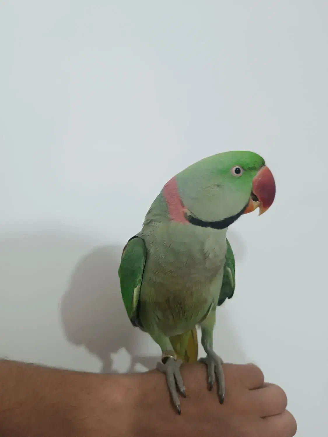 شاه طوطی|پرنده|قروه, |دیوار