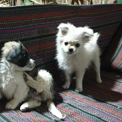 گمشده در گاوازنگ|حیوانات|زنجان, |دیوار