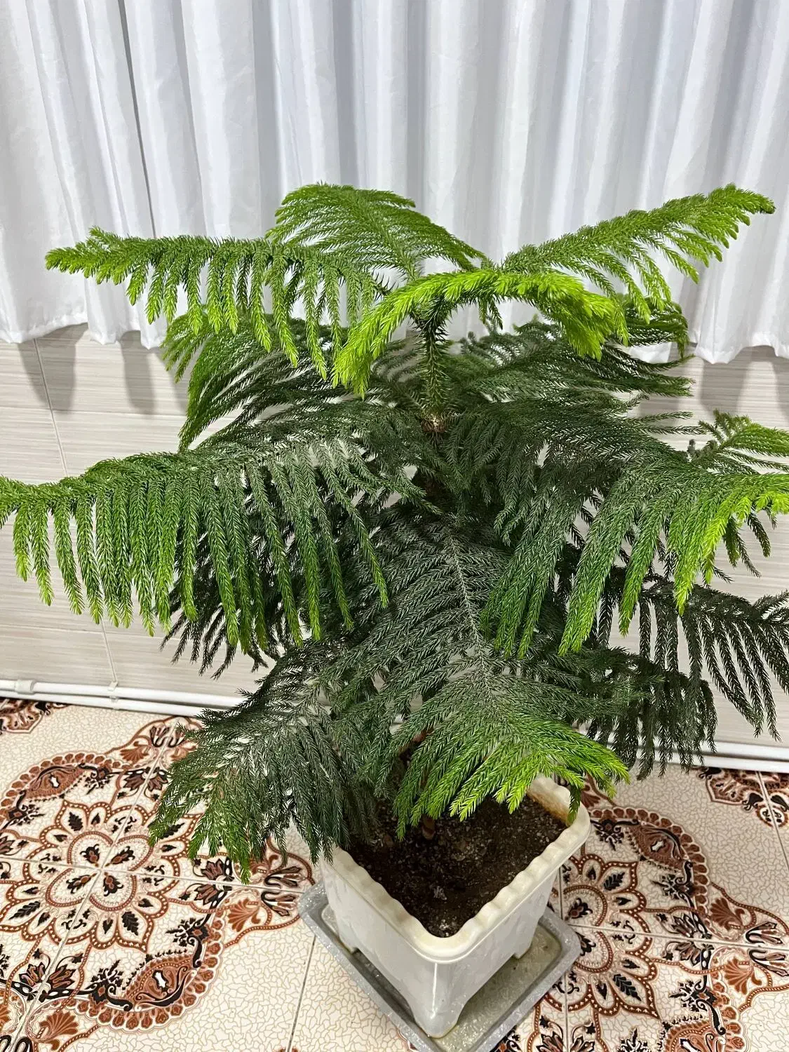 گل طبیعی کاج مطبق|گل و گیاه طبیعی|جوانرود, |دیوار