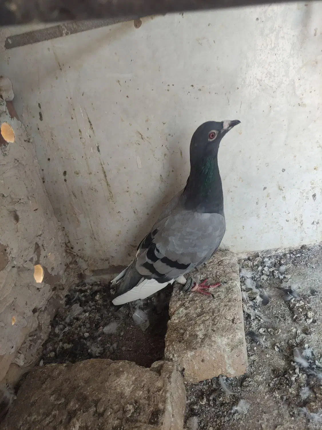 کفتر و کبوتر|پرنده|تربت‌حیدریه, بالا ولایت|دیوار