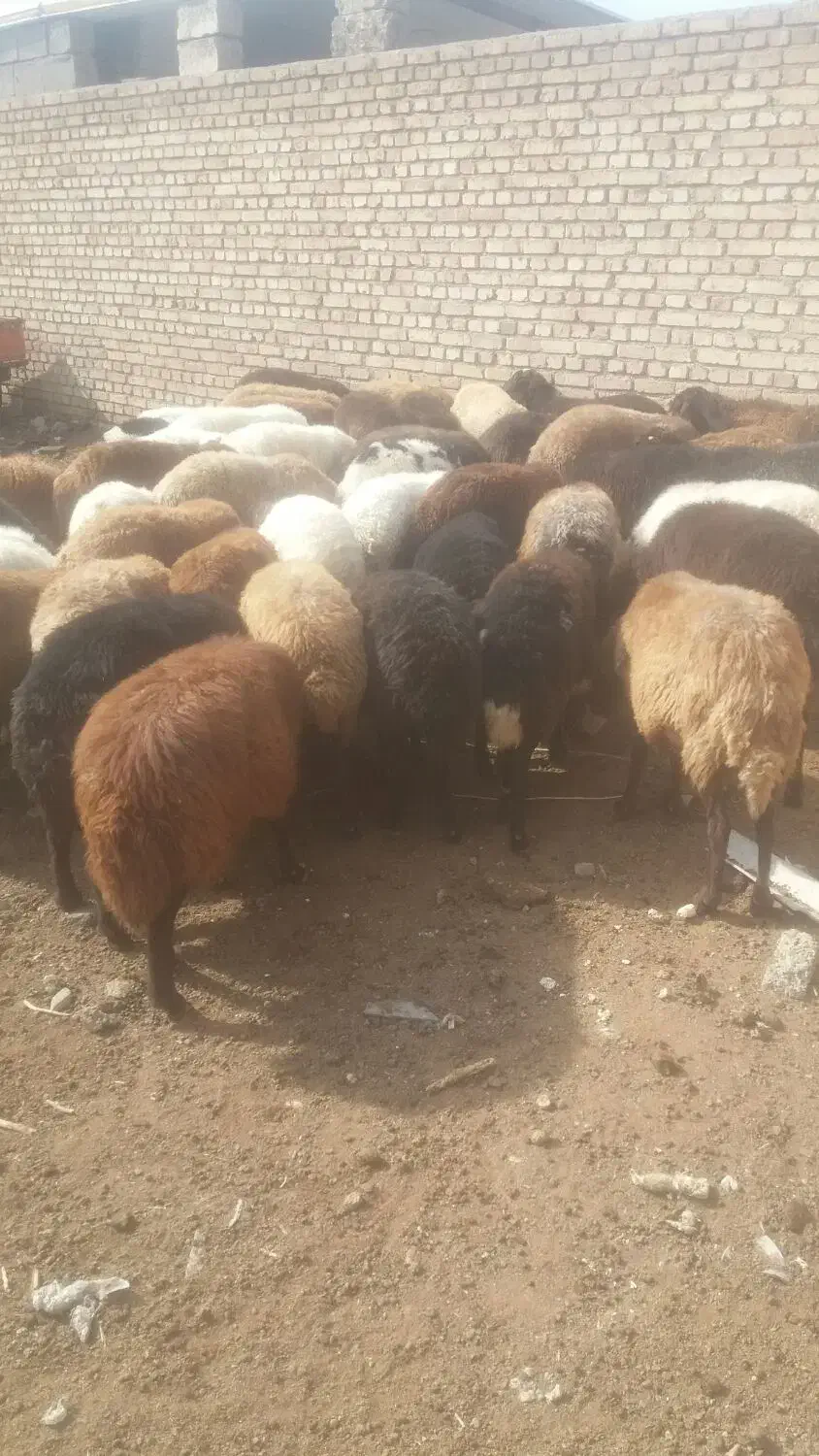 گوسفند|حیوانات مزرعه|یامچی, |دیوار