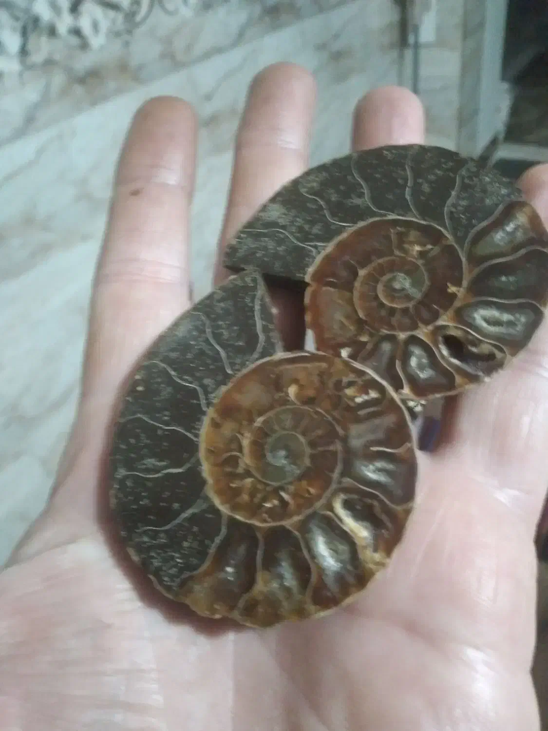 آمونیت ۶۵ میلیون ساله اصلی و به ضمانت|جواهرات|رامسر, |دیوار