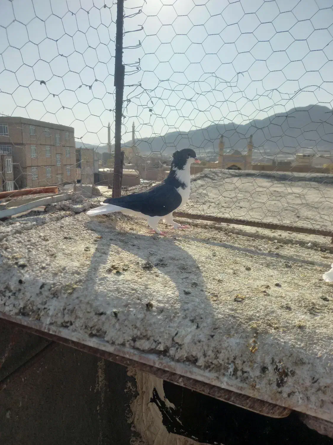 ساده کاکلی نر|پرنده|خواف, |دیوار