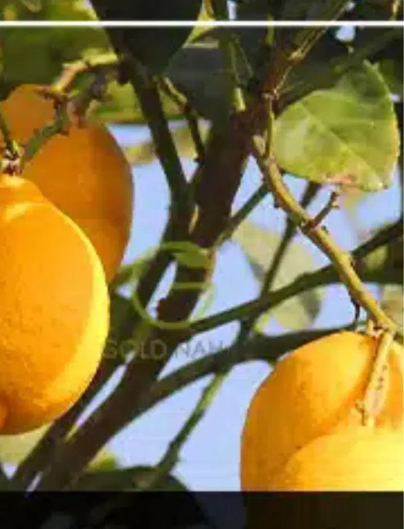 چوب بری و خرید چوب|خدمات باغبانی و درختکاری|فراشبند, |دیوار