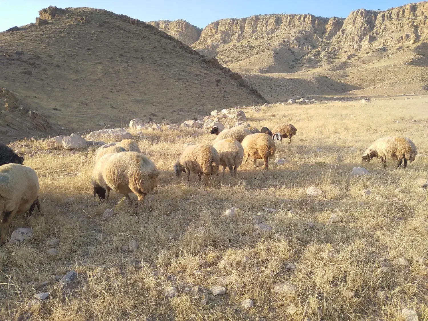 ۵۱ راس میش وبره مال داشتی و مالچه همه شیشکی|حیوانات مزرعه|کوهدشت, |دیوار
