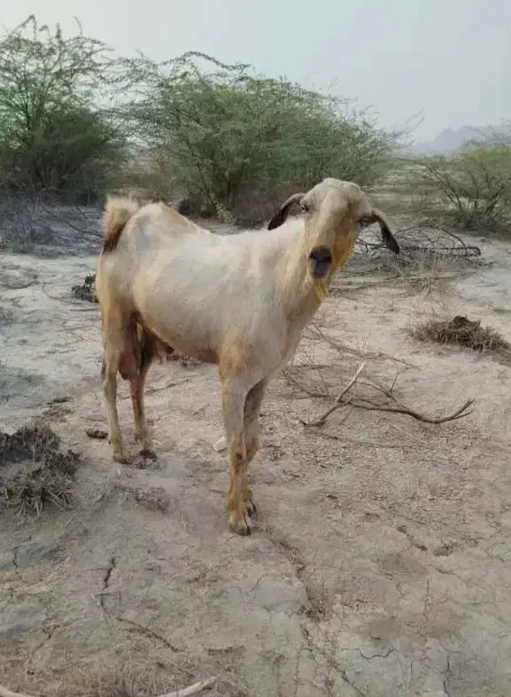 چپشت جوان|حیوانات مزرعه|میناب, |دیوار