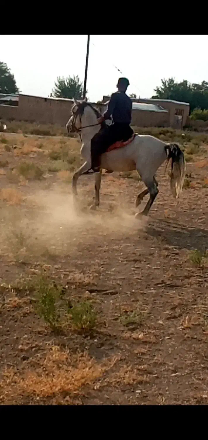 اسب کرد پر خون سواری دار|اسب و تجهیزات اسبسواری|اراک, |دیوار