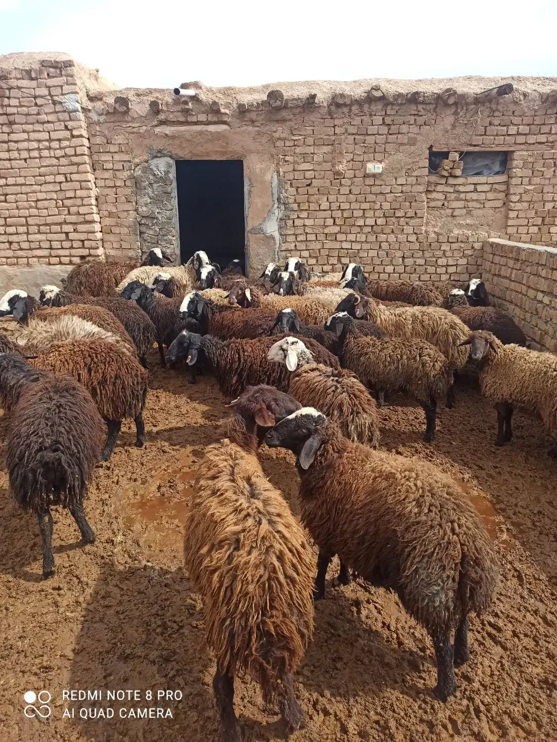 بره  نر چاق درجه یک کم دنبه ۳۰راس وبره قوچ شال|حیوانات مزرعه|قزوین, |دیوار