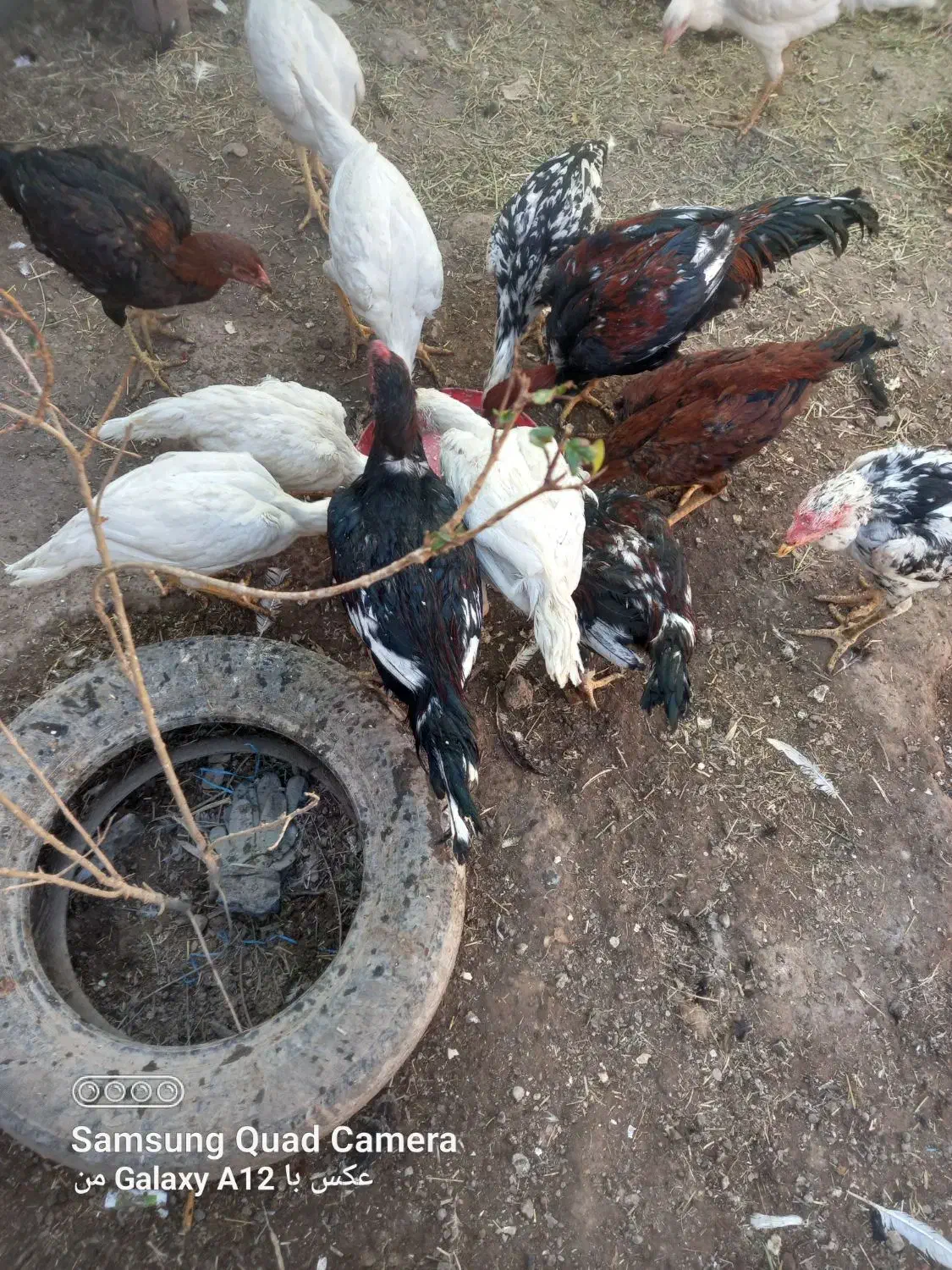 لاری اصیل|حیوانات مزرعه|میانه, |دیوار