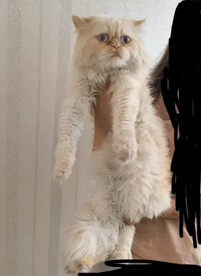 گربه پرشین هیمالیا|گربه|اصفهان, ملک‌شهر|دیوار