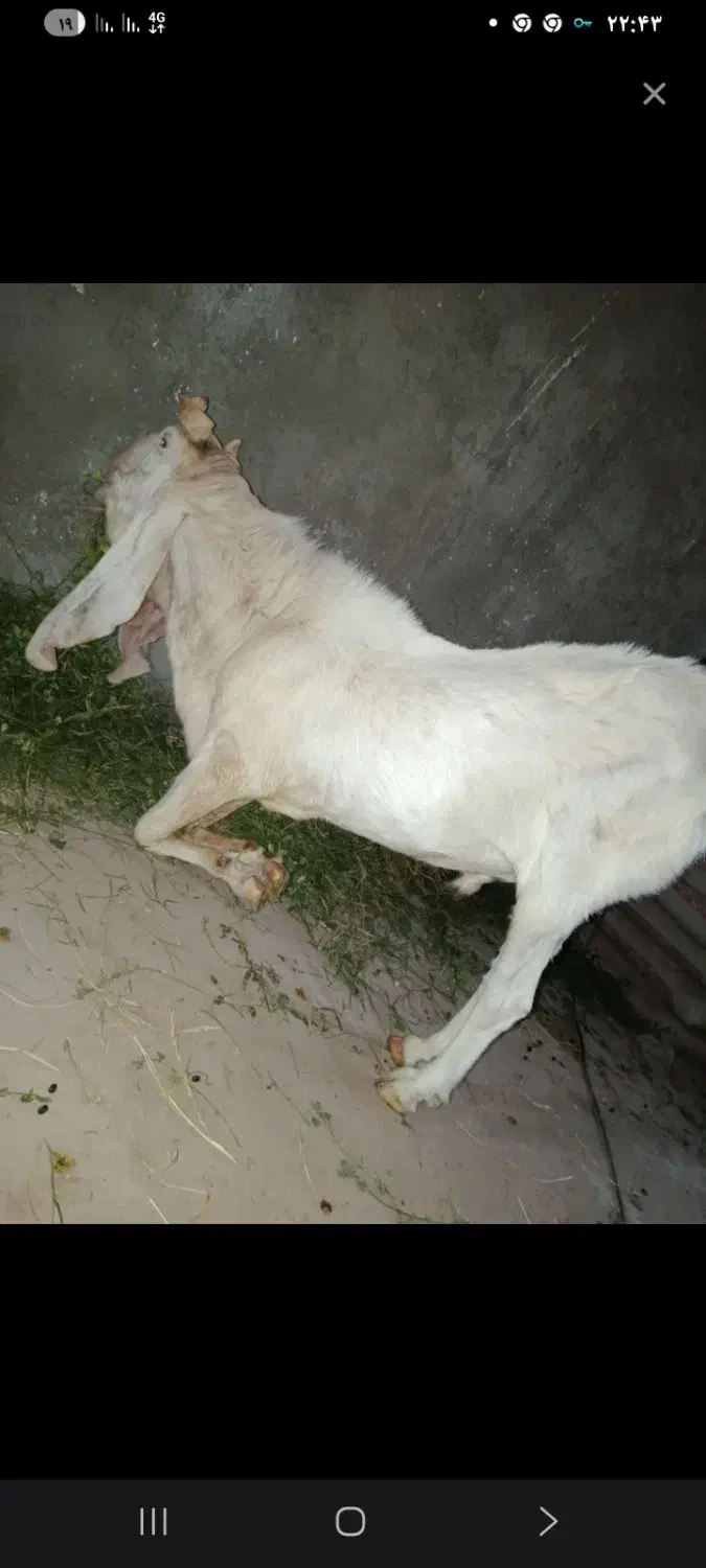 گوسفند نژاد پاکستانی|حیوانات مزرعه|گنبکی, |دیوار