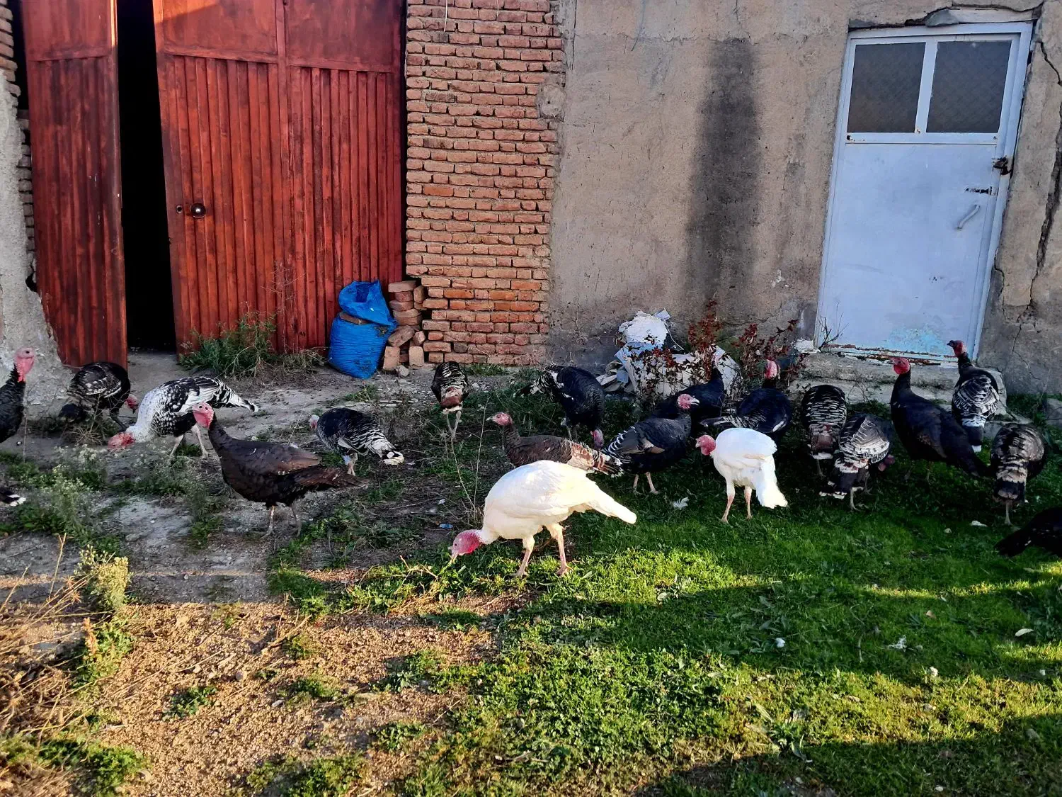 بوقلمون|حیوانات مزرعه|اردبیل, |دیوار