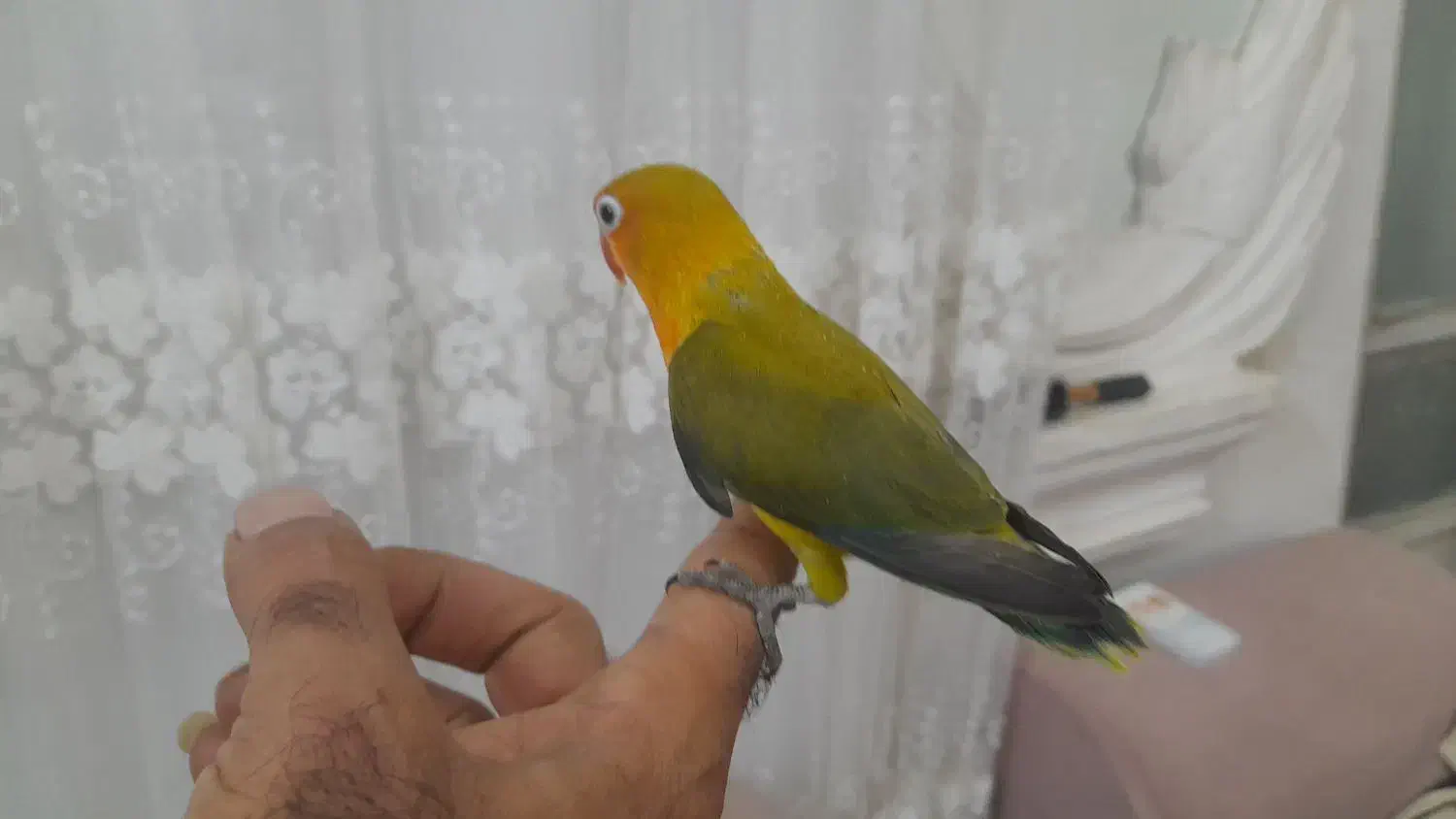 کوتوله عروس هلندی طوطی ملنگو قناری|پرنده|مشهد, خواجه ربیع|دیوار