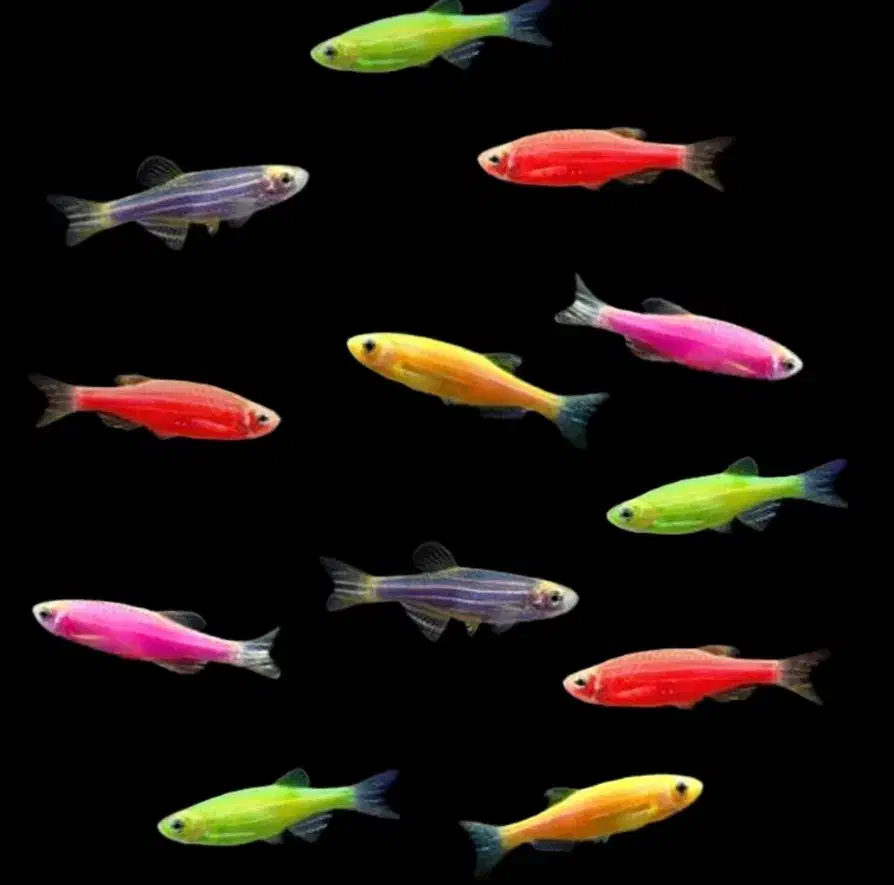 زبرا مولد ۷ باله بلند|ماهی|قم, گلزار|دیوار