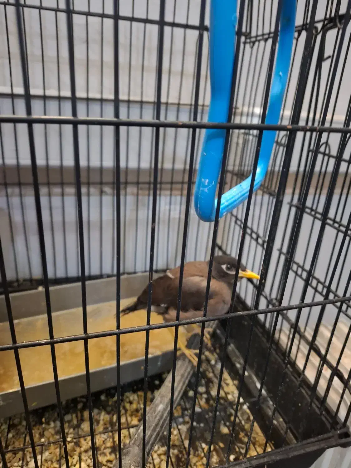 مینا|پرنده|کرمان, |دیوار