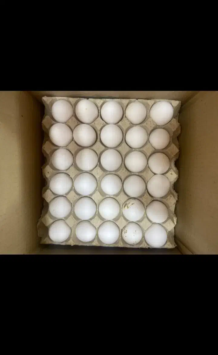 پخش تخم مرغ قم برای مغازه|خوردنی و آشامیدنی|سهند, |دیوار