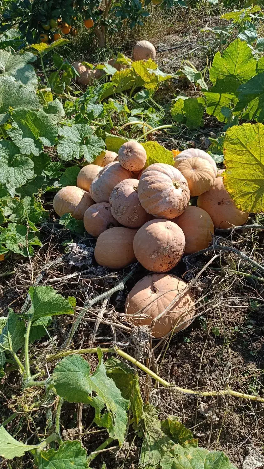 کدو حلوایی شیرین|خوردنی و آشامیدنی|ساری, |دیوار