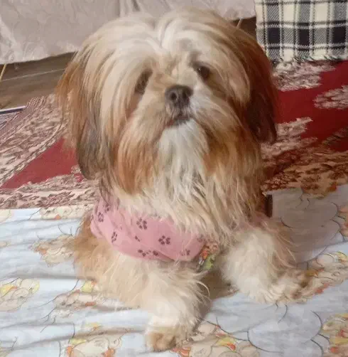 سگ. شیتزو|سگ|سنندج, |دیوار