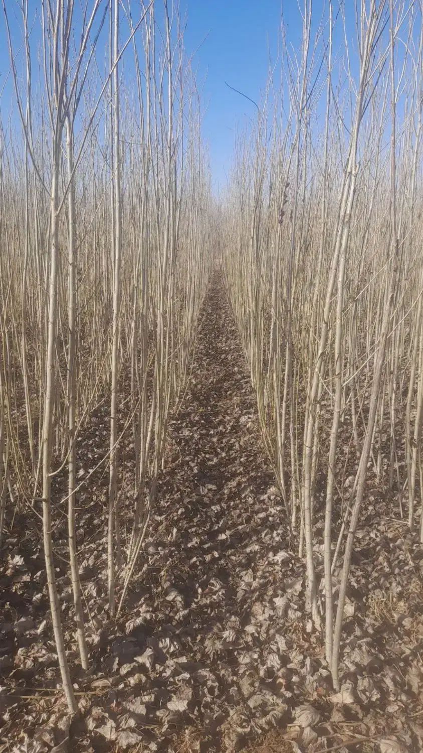 فروش مومه یا همان (قلمه صنوبر )|خدمات باغبانی و درختکاری|میاندوآب, |دیوار