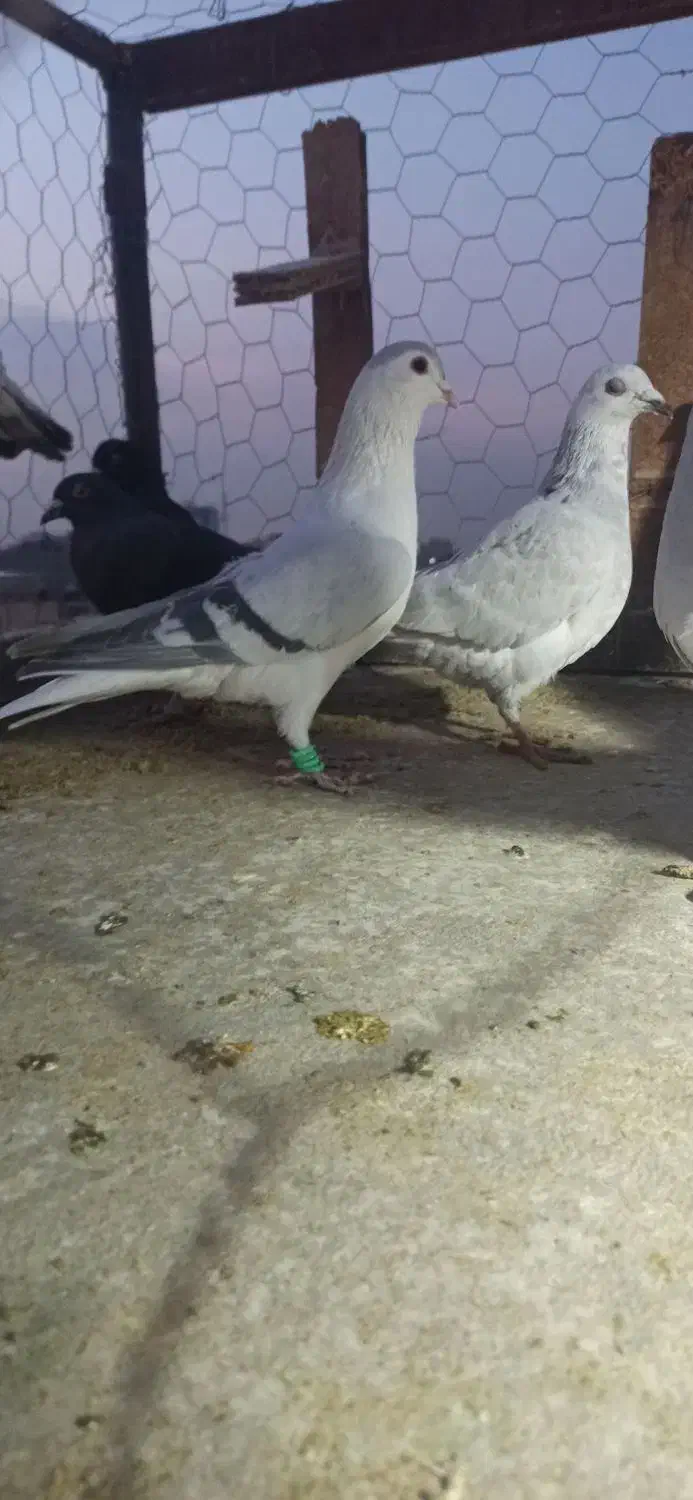 ساده افغانی کلکسیونی|پرنده|مشهد, توس (بلوار توس)|دیوار