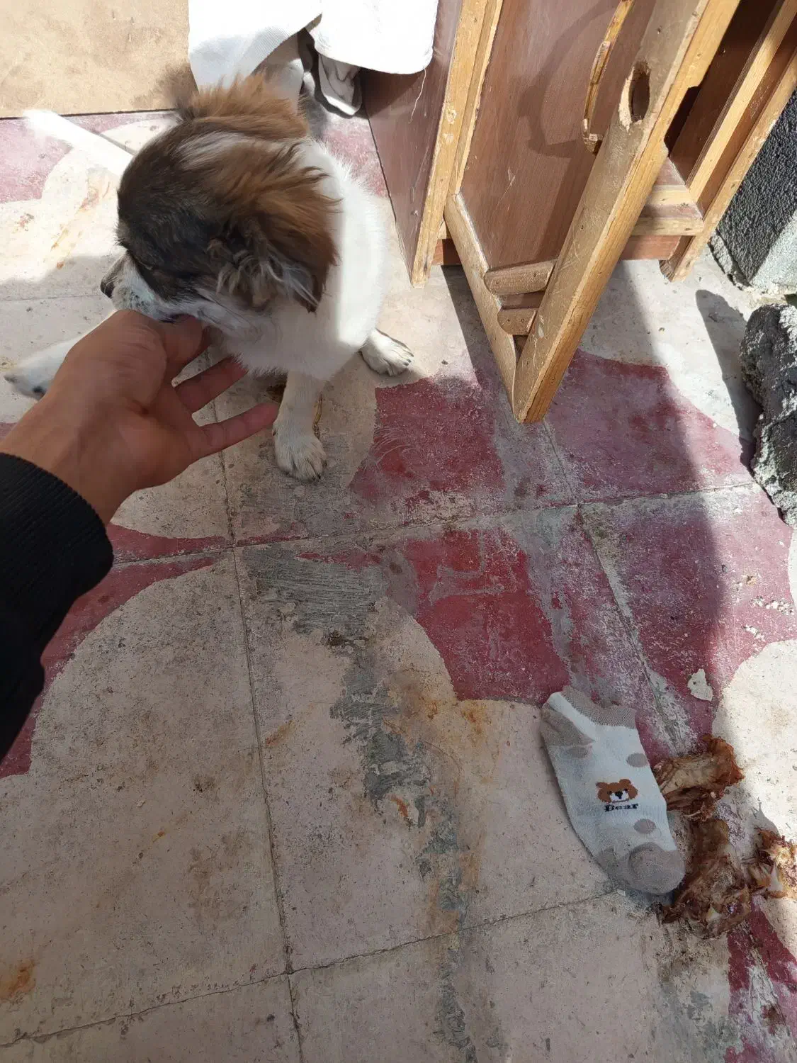 سگ اشپیتز|سگ|کازرون, |دیوار