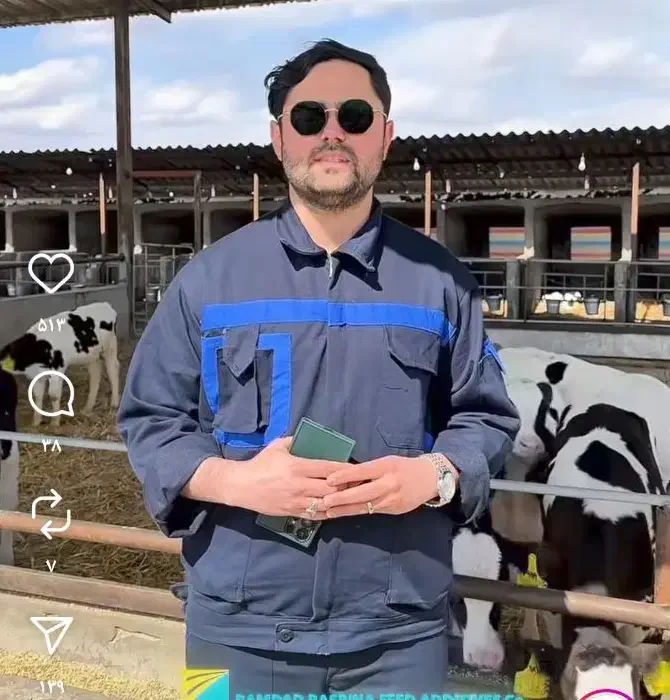 فروش 100راس گوساله نر سیمینتال وهلشتاین|حیوانات مزرعه|سیوان, |دیوار