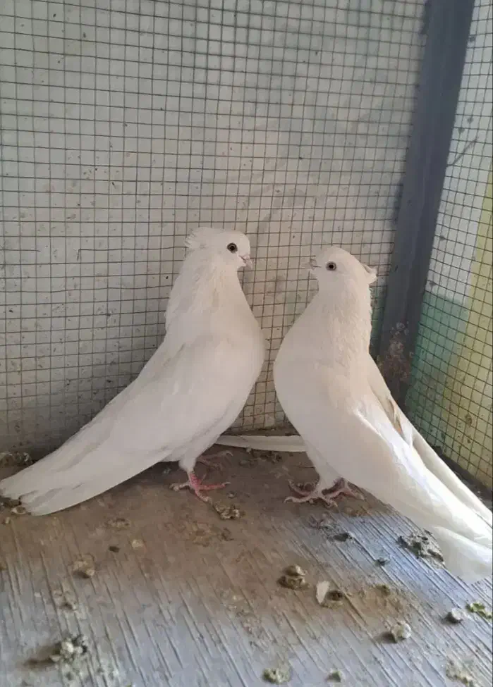 کبوتر سفید واصیل|پرنده|فلاورجان, |دیوار