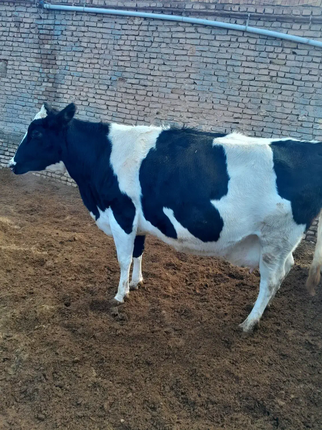 گاو آبستن|حیوانات مزرعه|تربت جام, میان جام|دیوار