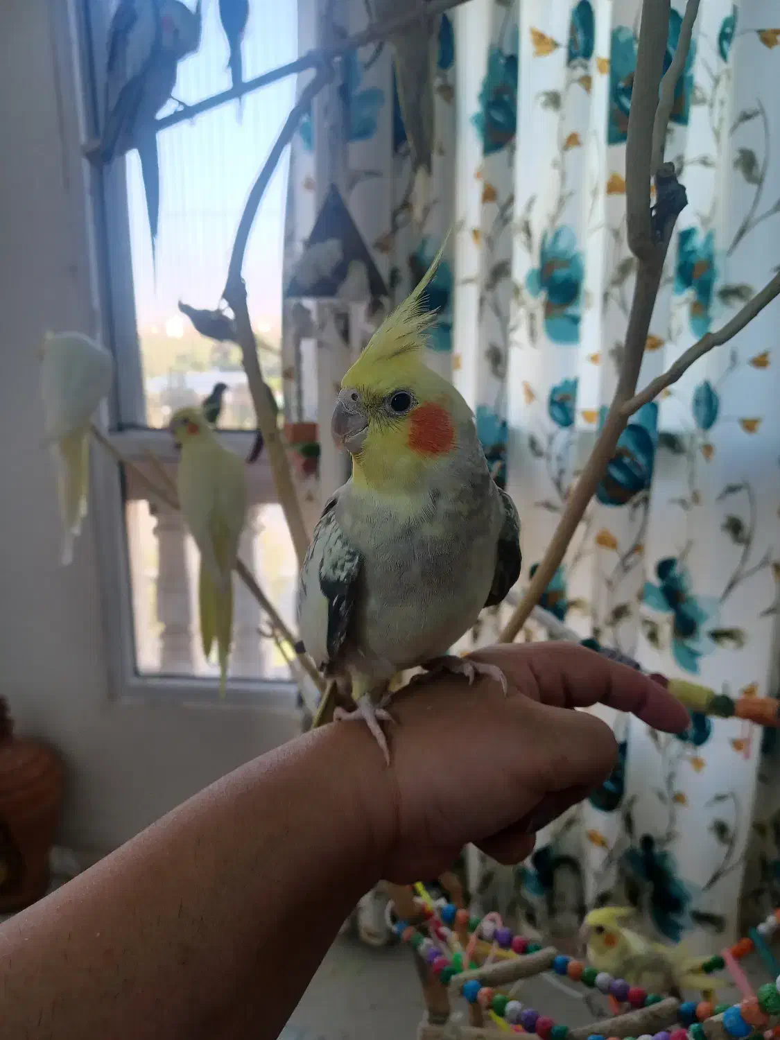 عروس هلندی نر|پرنده|مشهد, ادیب نیشابوری (شهرک غرب)|دیوار