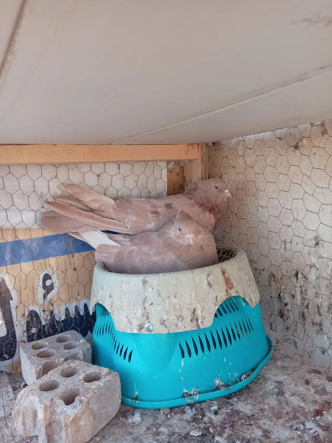 کبوتر نوک ریز زرد شکلاتی سرور|پرنده|اصفهان, بهارانچی|دیوار