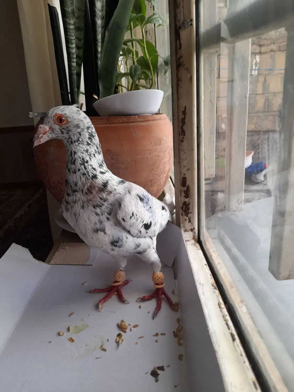 کبوتر|حیوانات|کرمانشاه, |دیوار