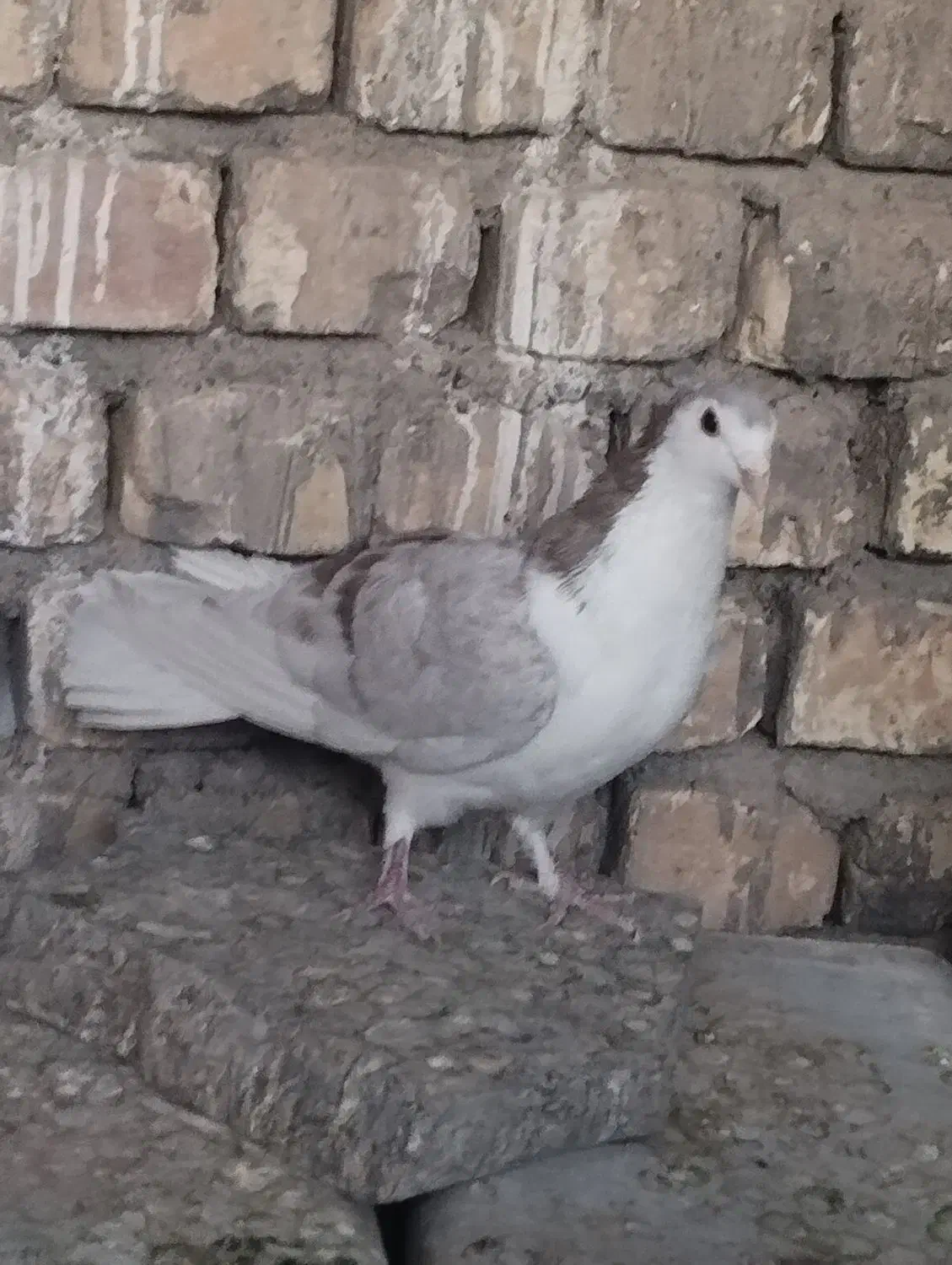 دمگیر دولا|پرنده|خمینی‌شهر, |دیوار