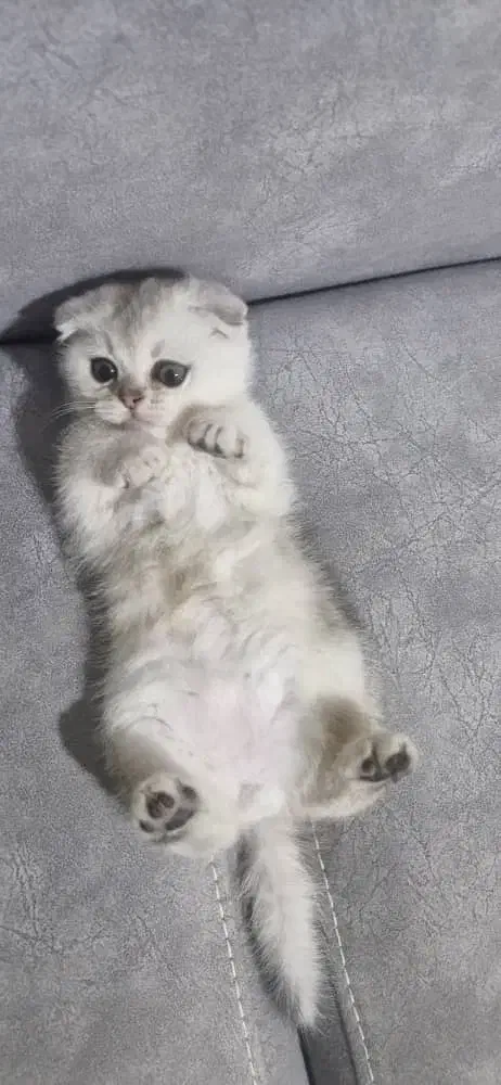 بچه گربه برایش اسکاتیش دو ماهه|گربه|اصفهان, شهرستان|دیوار