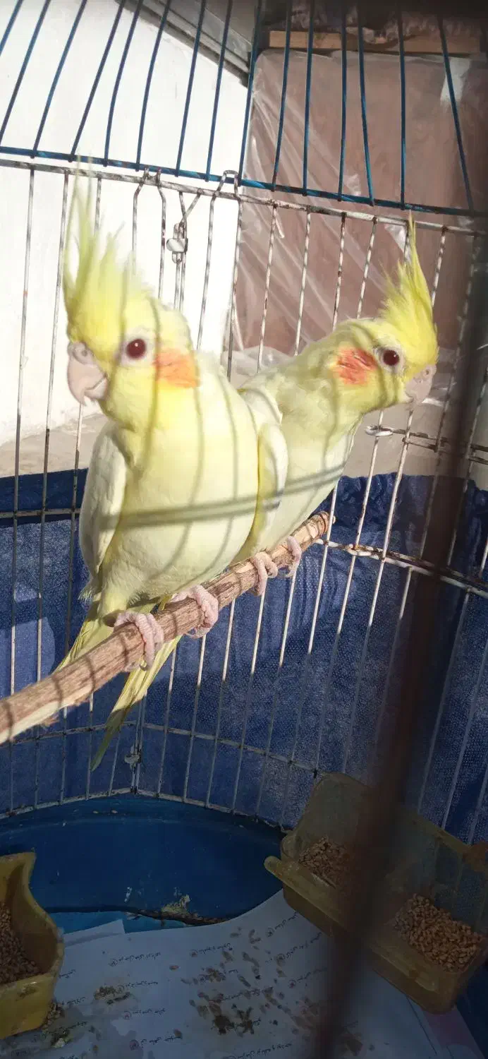 عروس هلندی لوتینو|پرنده|رشت, حومه رشت|دیوار