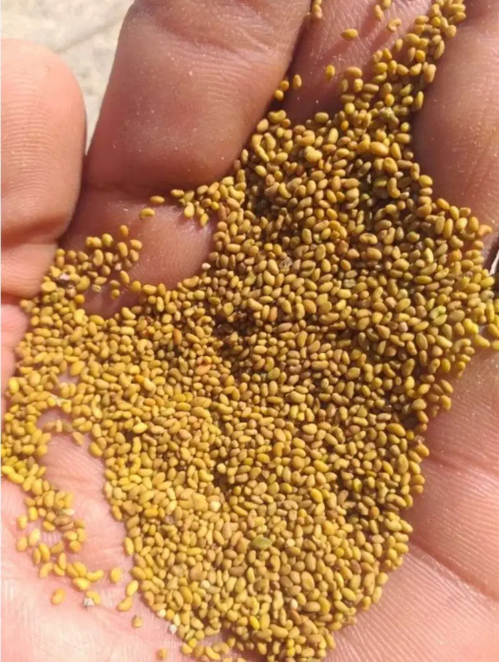 بذر یونجه رنجر آمریکایی|لوازم جانبی حیوانات|خانمیرزا, |دیوار