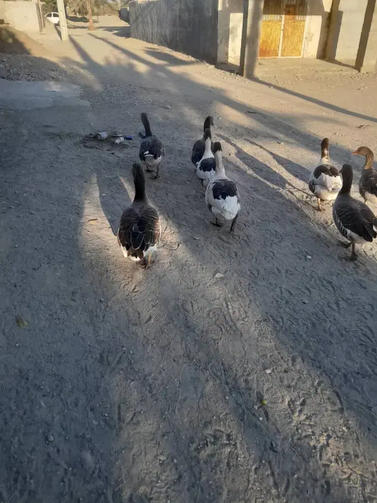 حیوانات درمزرعه|حیوانات مزرعه|میناب, |دیوار